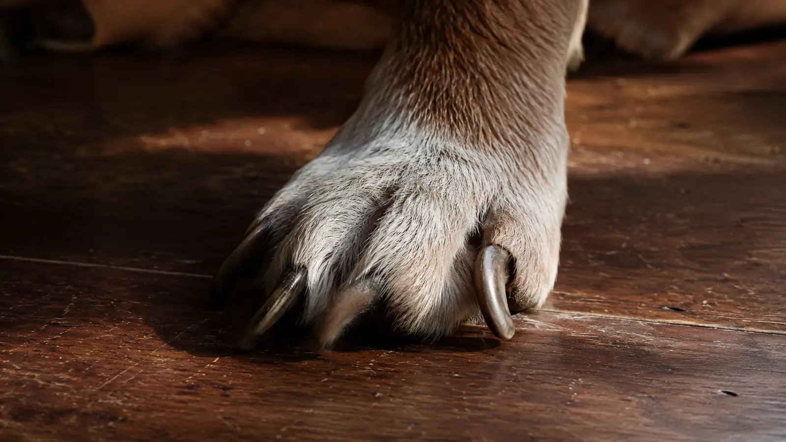 Small dog resting calmly on a table while a person holds its paw, dog nail grinder nearby on a wooden surface