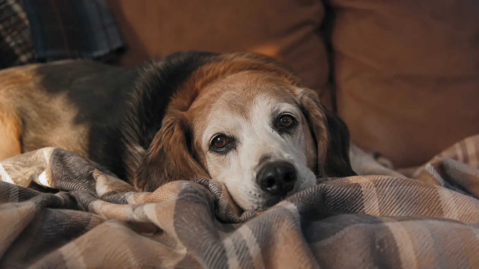 Senior beagle resting on a porch with long curved nails visible against the wooden boards