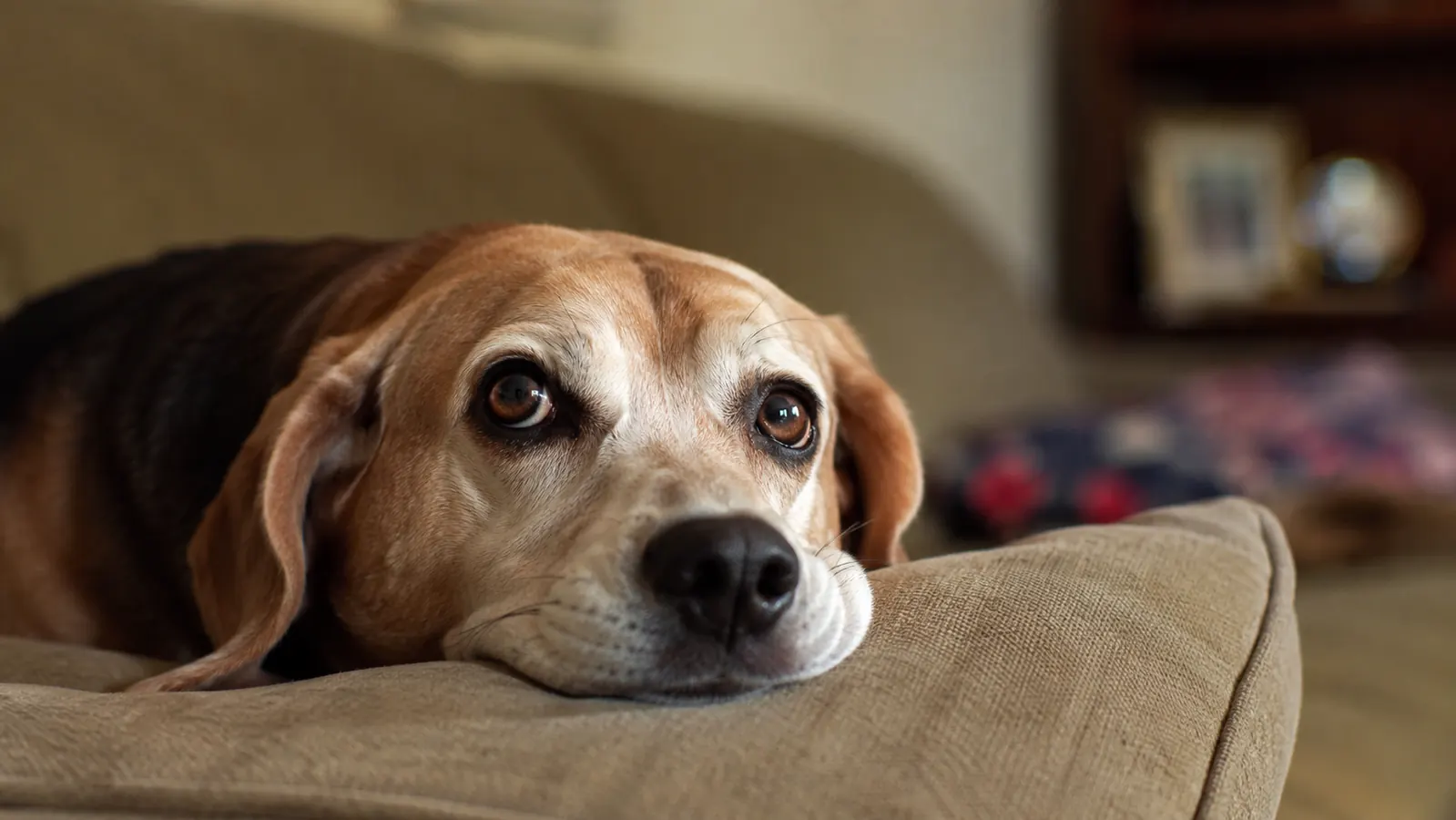 Senior beagle resting on a worn wooden porch in soft morning light, floppy ears draped over the boards