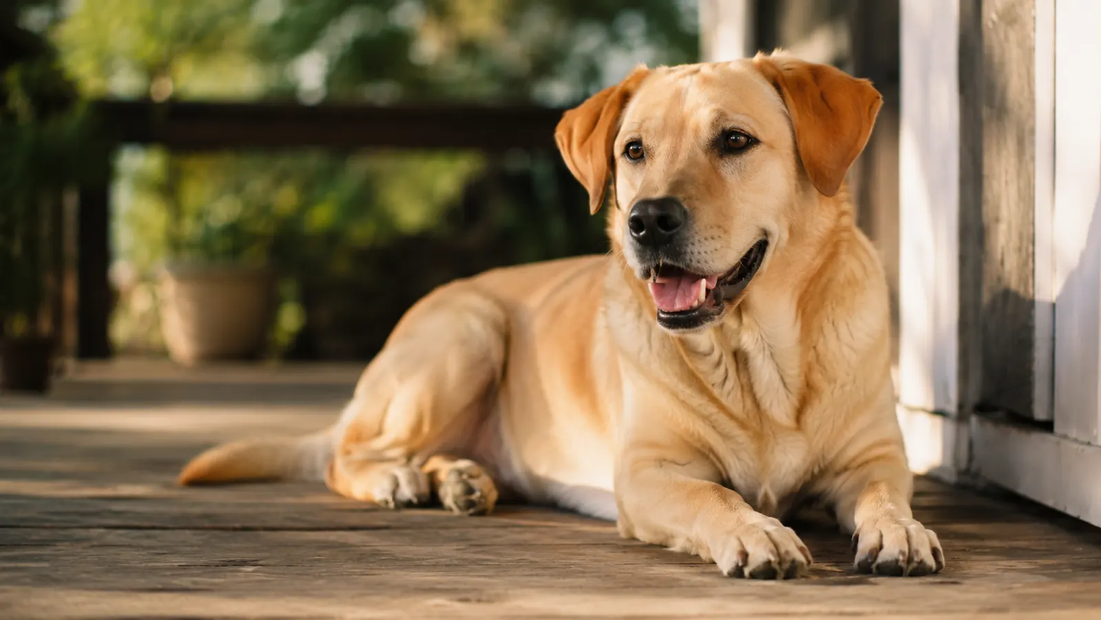 Yellow lab mix resting on a wooden porch, one front paw extended showing the pads in soft morning light