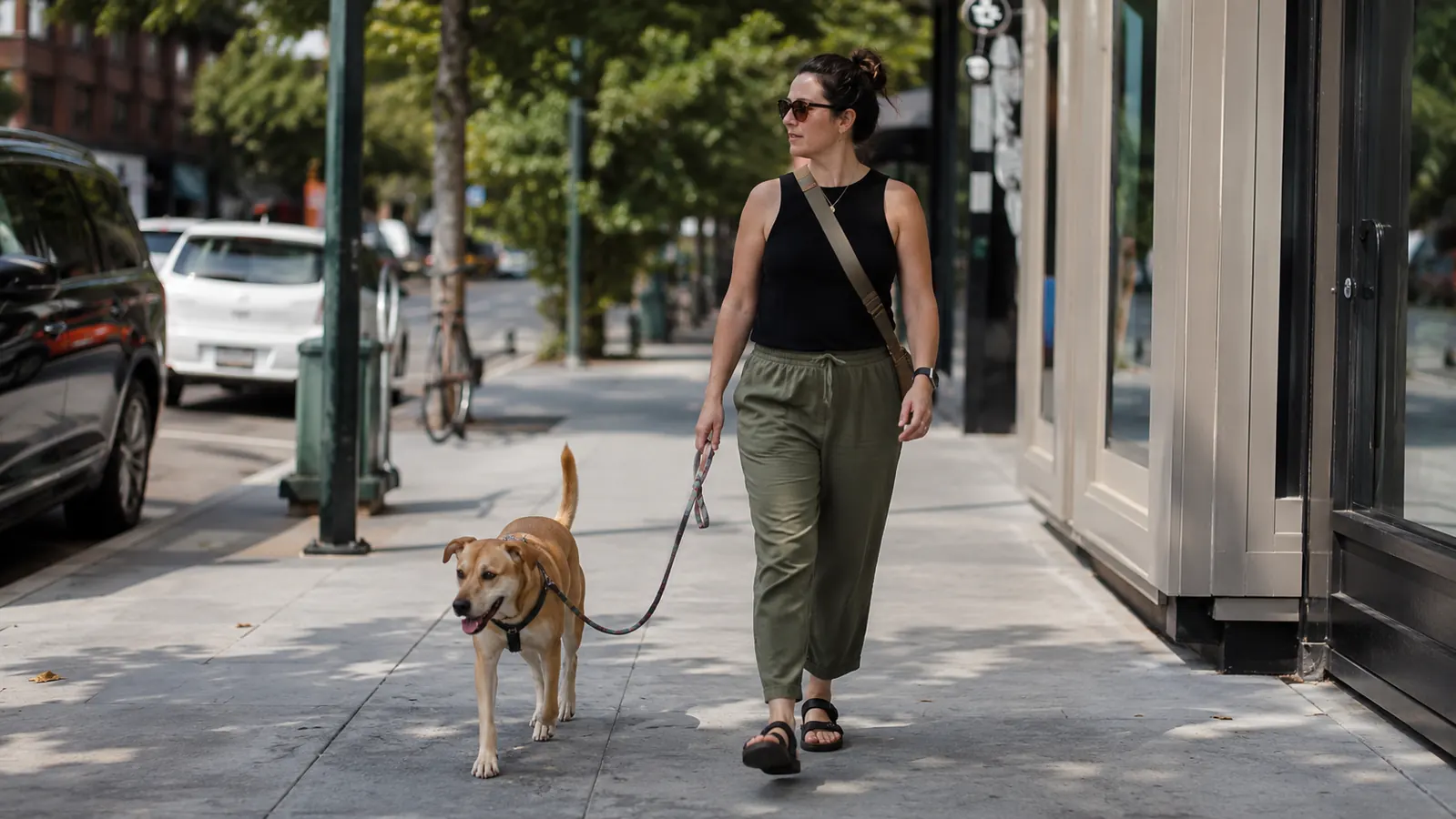 Yellow lab mix standing on a sun-baked sidewalk while owner kneels to check paw pads